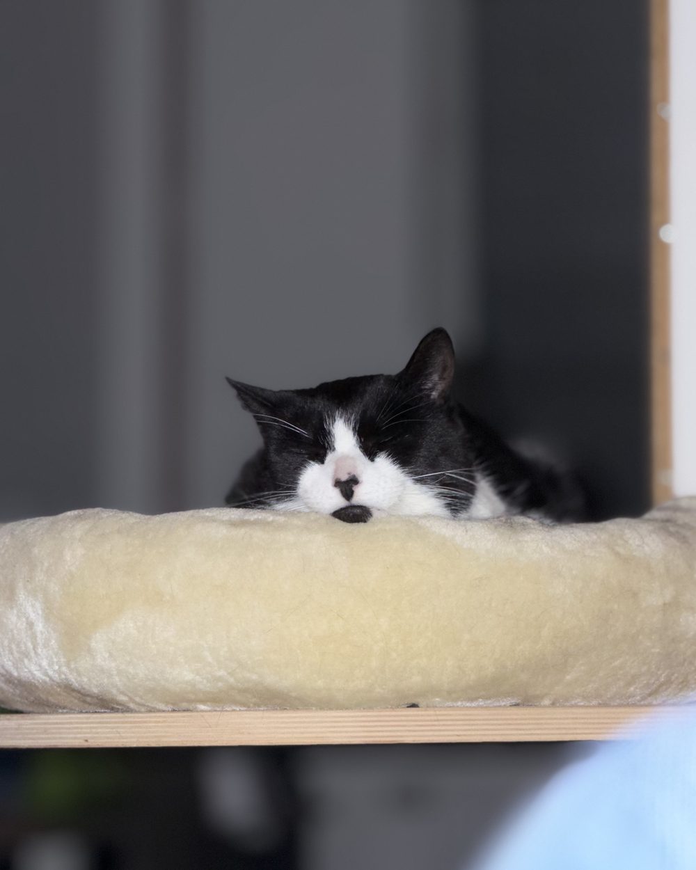 Kater Hans schlaeft in seinem Koerbchen