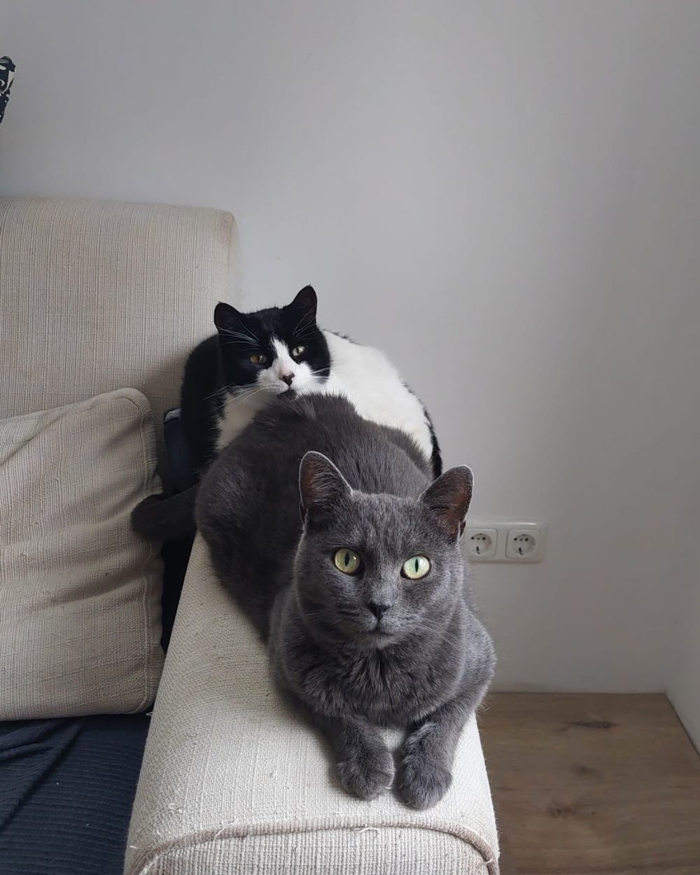 Katzen Emma und Hans auf dem Sofa